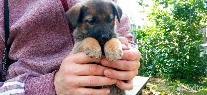 Собака, щенки в добрые руки отдам бесплатно