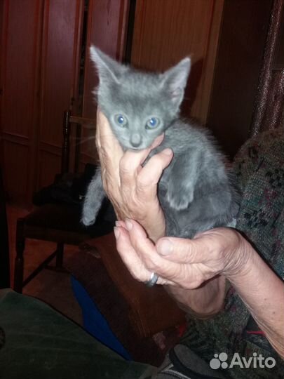 Котята в добрые руки даром