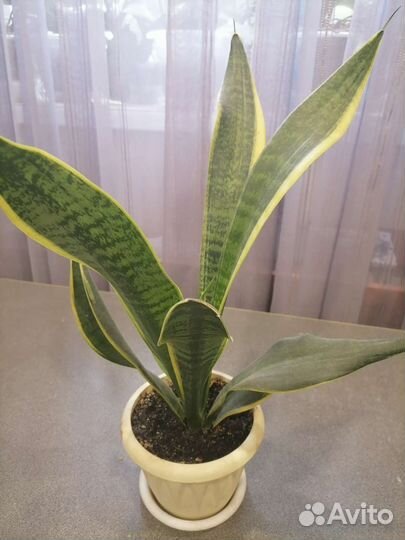 Кротон, фикус пестролистный и др