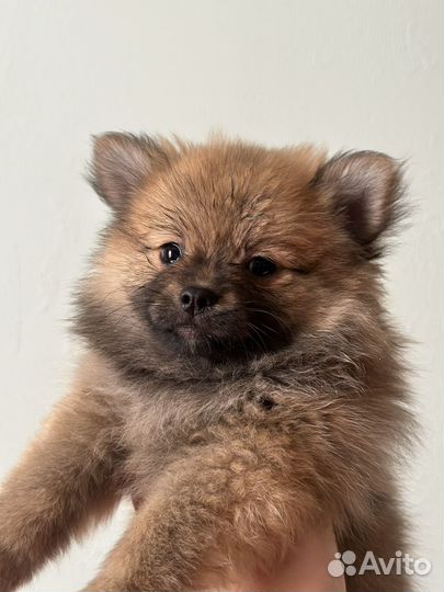 Щенки шпица