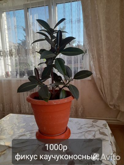 Домашние цветы