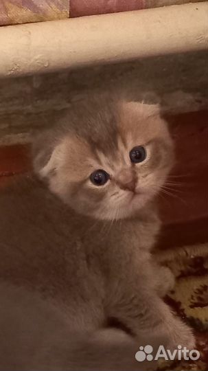 Шотландские котята