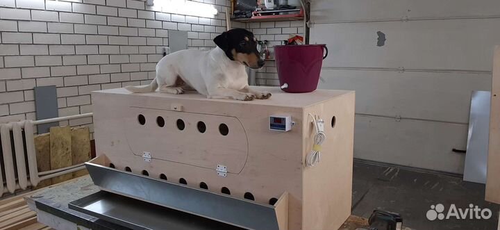 Брудер для цыплят