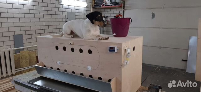 Брудер для цыплят