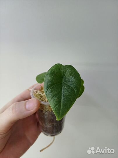 Алоказия мело