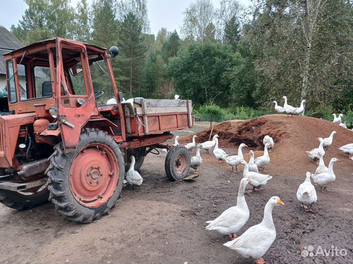 Гуси, гусята