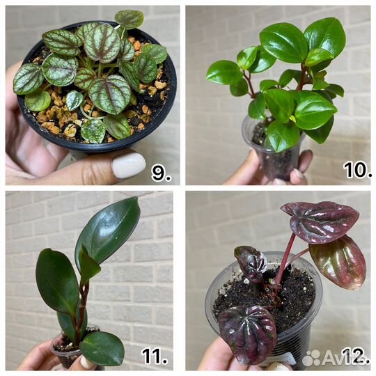 Пеперомии сортовые