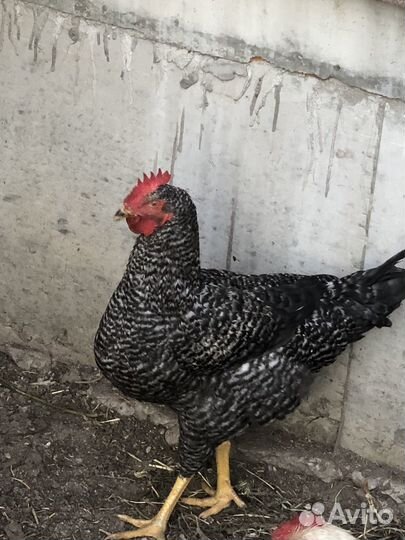 Петухи 5 месяцев