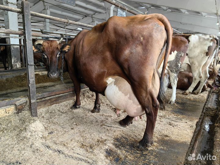 Продаем телок Айрширской породы