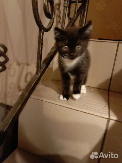 Котик в добрые руки