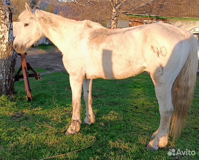 Рабочий конь