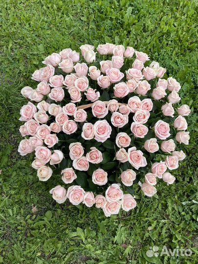 Розы без посредников от 15 - 101 шт с доставкой