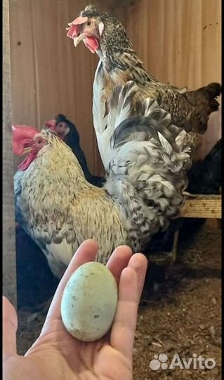 Птенцы, молодняк и инкубационное яйцо