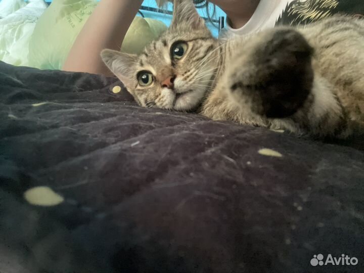 Котенок бесплатно
