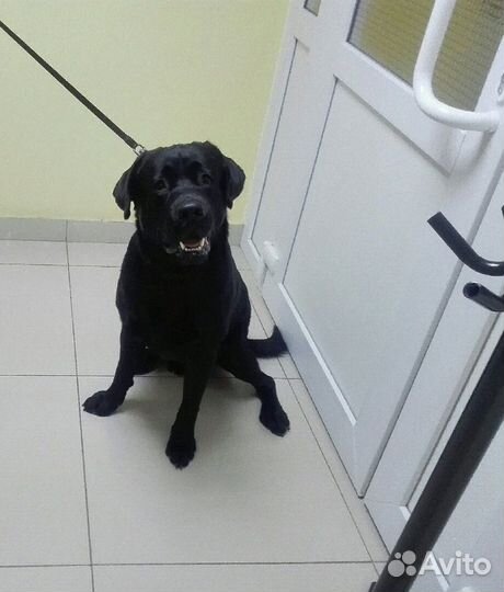 Вязка лабрадор