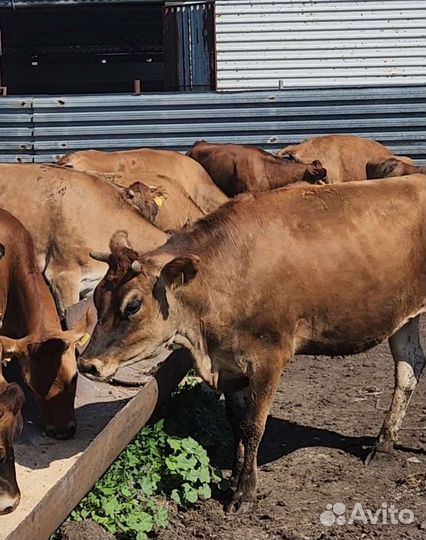 Джерсейские тёлки