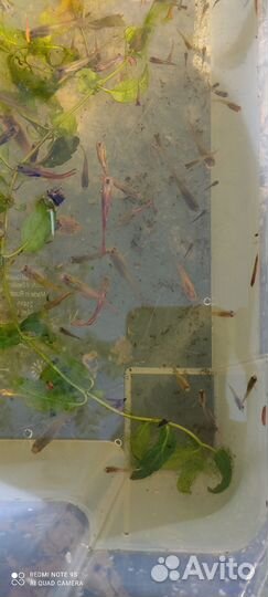 Рыбка гуппи