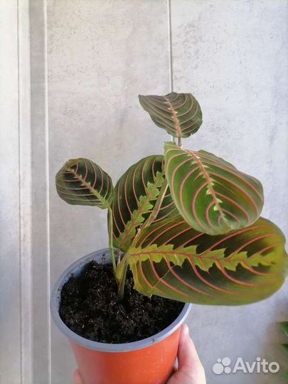 Маранта фасцинатор триколор