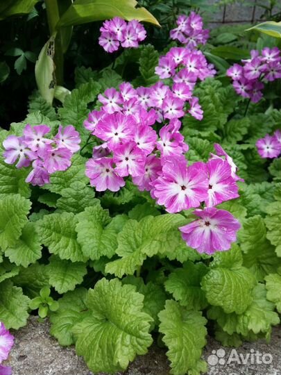 Примула, монарда, астра альпийская