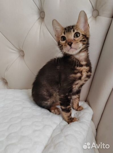 Бенгальская