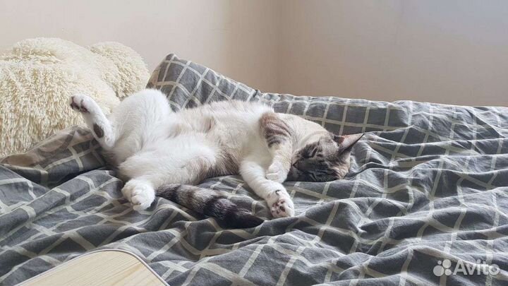 Отдам кошечку в добрые руки