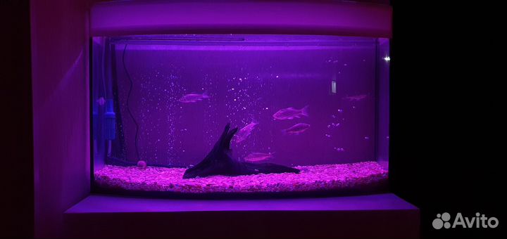 Панорамный Аквариум на 100л с тумбой