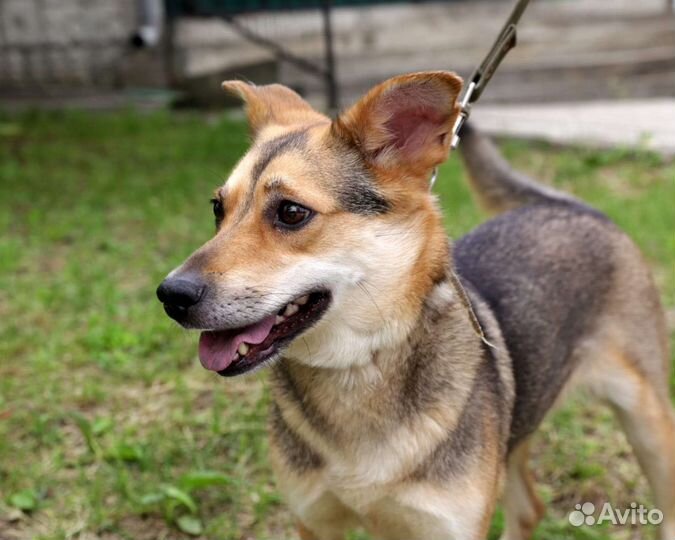 Собака в добрые руки отдам бесплатно