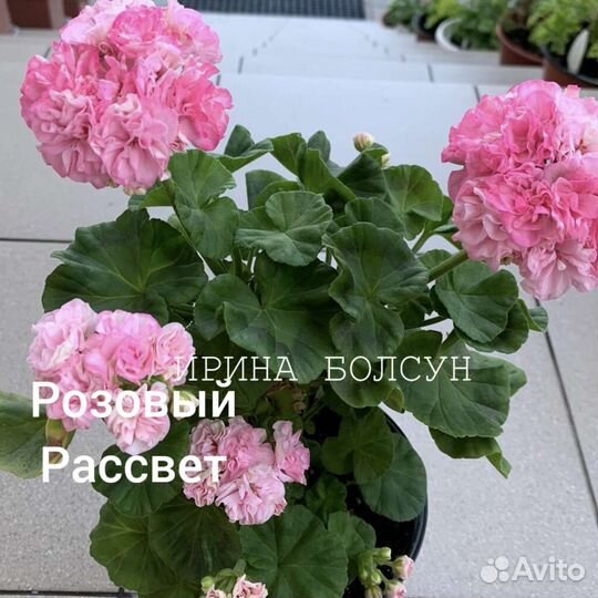 Пеларгония герань