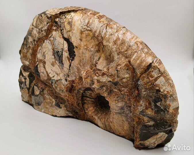 Спил аммонита Ammonitoceras (29 см) / Окаменелости