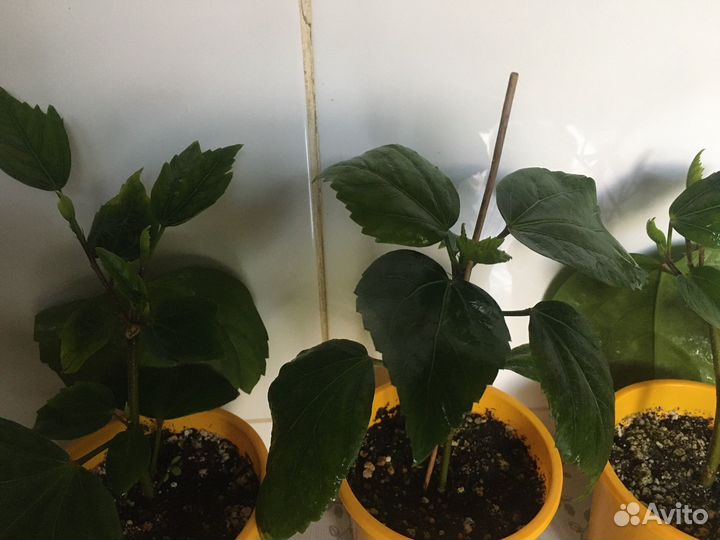 Гибискус Koenig - укорененные черенки