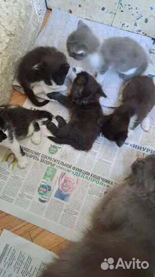 Отдаём котят в добрые ручки