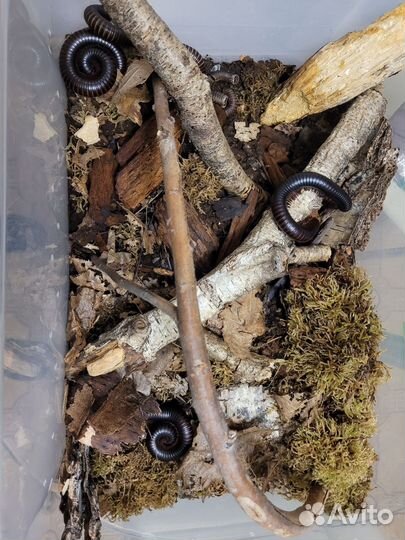 Экзотические питомцы