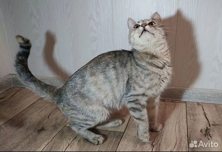 Отдам кошечку в добрые руки
