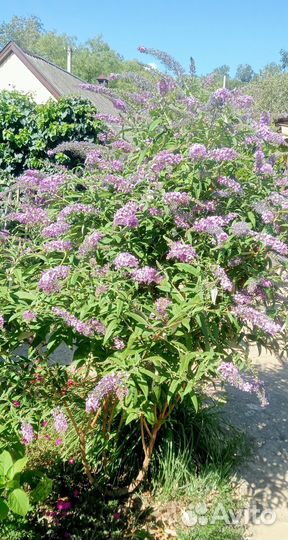 Саженцы Декоративных красивоцветущих кустарников