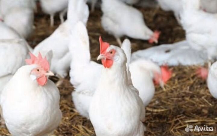 Куры породы Леггорн