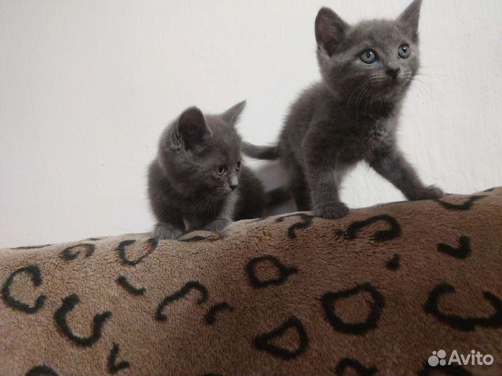 Кошки в добрые руки бесплатно