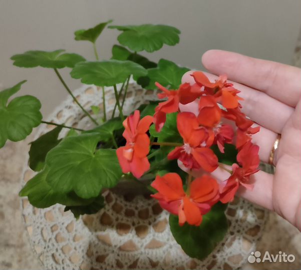 Пеларгония герань Что на фото