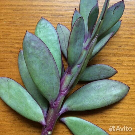 Крестовник Crassissimus