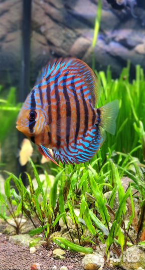 Криптокорина вендта