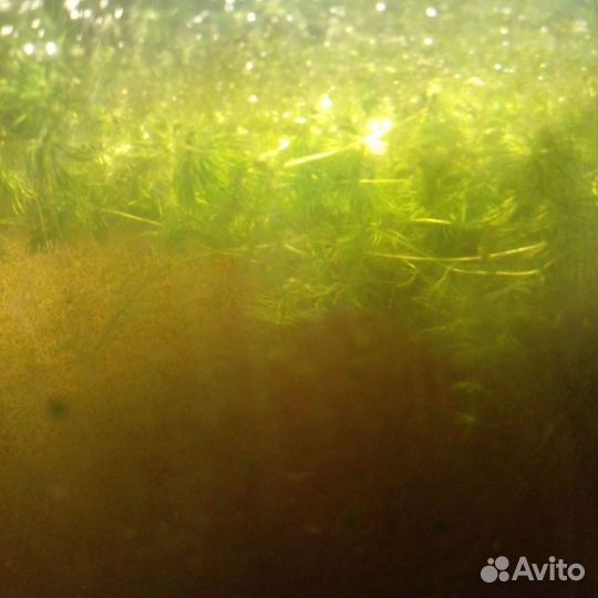 Аквариумное растение елочка