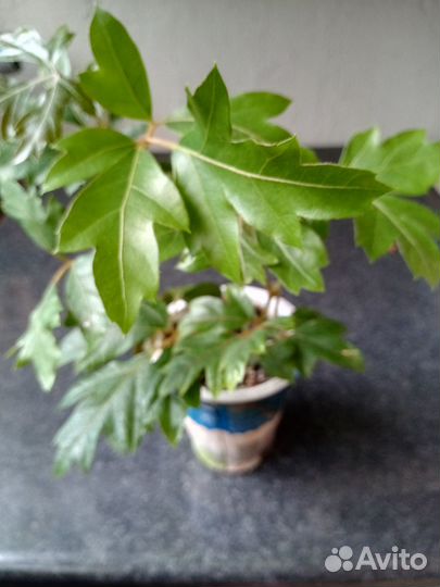 Циссус Элен Даника