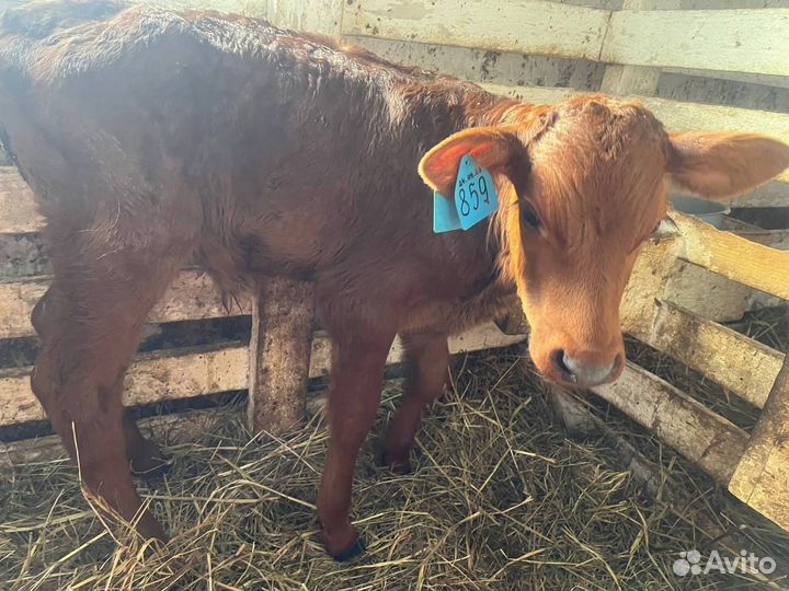 Бычки и телки с доставкой до двора
