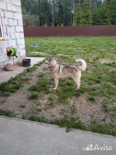 Хаски мальчик