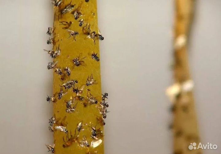 Липкая лента от мух