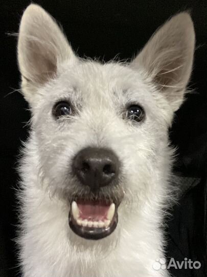 Отдадим малыша Гарика в добрые руки