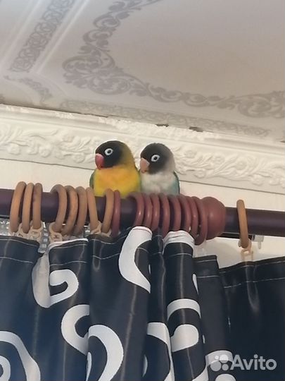 Попугай неразлучники с клеткой