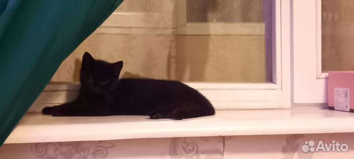 Черный котенок девочка