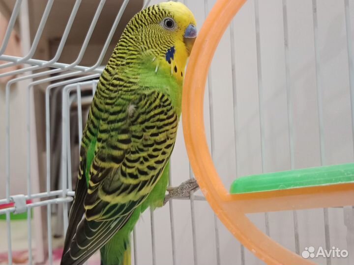 Волнистый попугай Сёма