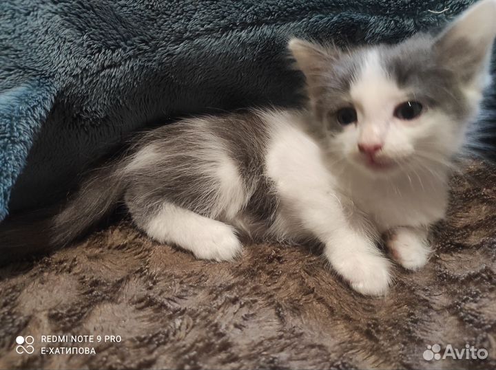 Котёнок девочка