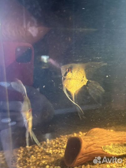 Аквариум 100 литров с тумбой